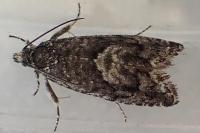 Pammene giganteana
