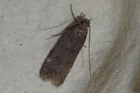Prolita solutella