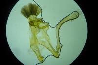 Prolita solutella