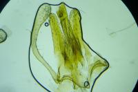Prolita solutella