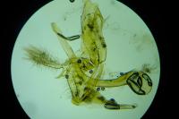 Bryotropha terrella
