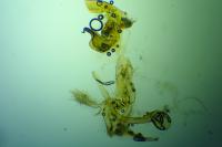 Bryotropha terrella