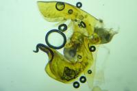 Bryotropha terrella