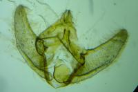 Eupoecilia angustana