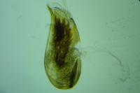 Eupoecilia angustana