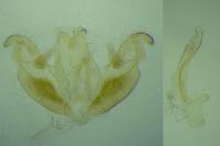 Stenoptilia coprodactyla