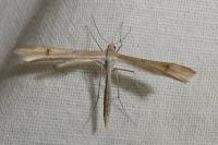 Stenoptilia coprodactyla