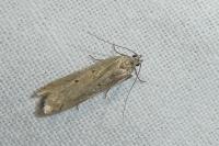 Acompsia tripunctella