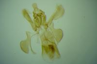 Acompsia tripunctella