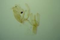 Aproaerema sangiella