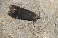 Aproaerema sangiella