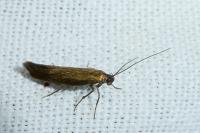 Scythris fuscoaenea