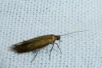 Scythris fuscoaenea