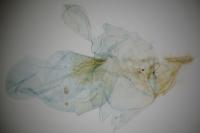 Aethes cnicana/rubigana