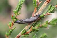 Coleophora pyrrhulipennella