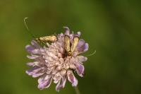 Nemophora metallica