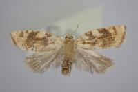 Aleimma loeflingiana