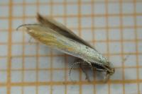 Coleophora colutella