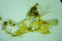 Coleophora colutella