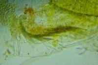 Coleophora colutella