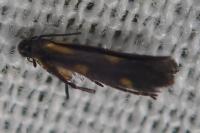 Euspilapteryx auroguttella