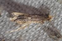 Monopis nigricantella
