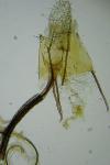 Coleophora sisteronica