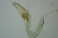 Coleophora sisteronica