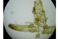 Elachista pigerella