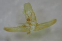 Elachista pigerella
