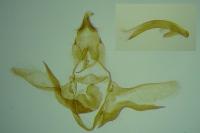 Eana canescana