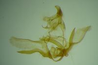 Eana canescana