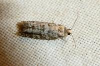 Epinotia tedella
