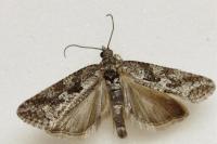 Cnephasia cupressivorana