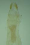 Hellinsia osteodactyla