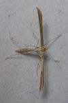 Emmelina monodactyla