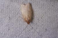 Helcystogramma