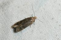 Bryotropha senectella