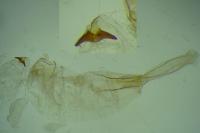 Argyresthia submontana