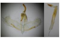Oegoconia caradjai