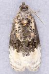 Apotomis betuletana