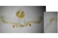 Apotomis betuletana