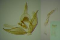 Mompha lacteella
