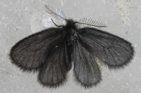 Epichnopterix sieboldii