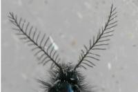 Epichnopterix sieboldii
