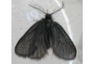 Epichnopterix sieboldii