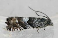 Pammene luedersiana