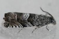 Pammene luedersiana