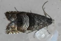 Pammene luedersiana