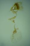 Cnephasia asseclana